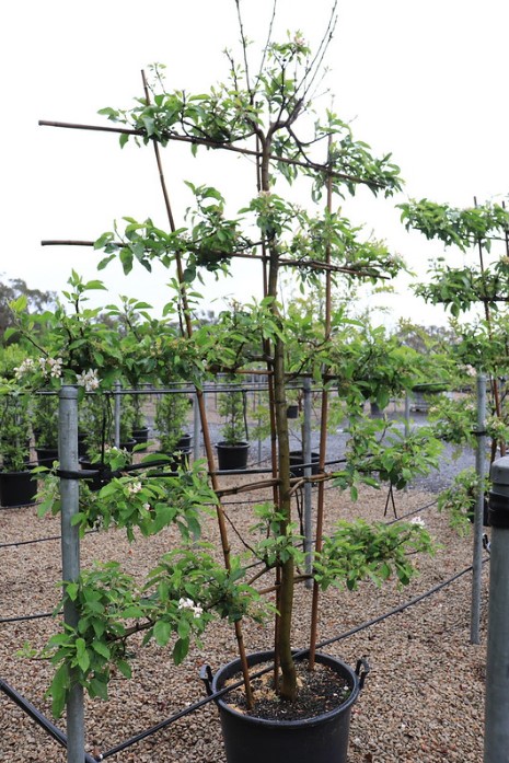Apple Gala Espalier