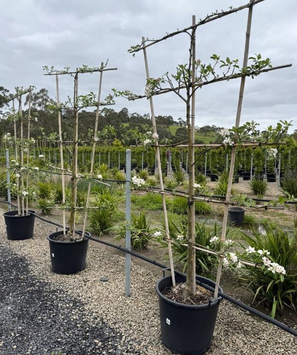 Apple Pixie Crunch Espalier