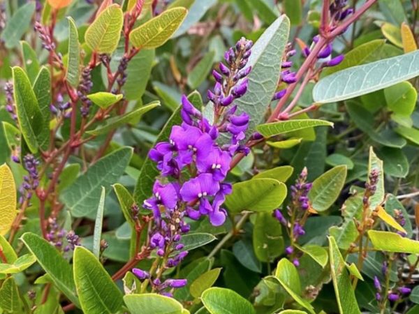 Hardenbergia Mini Haha