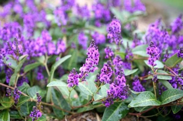 Hardenbergia Royal Flush