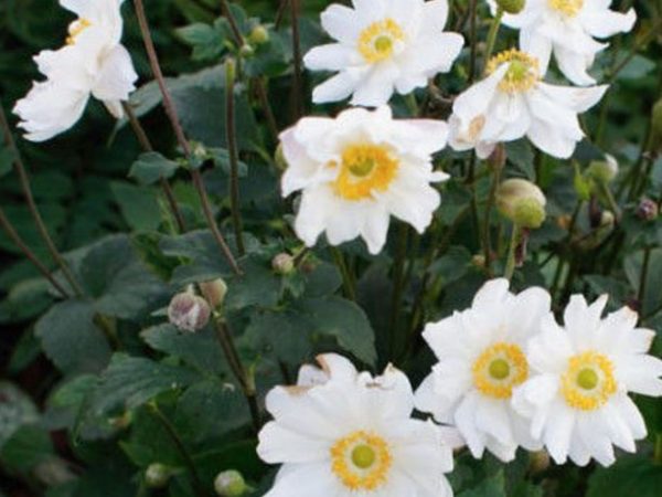 Japanese Anemone
