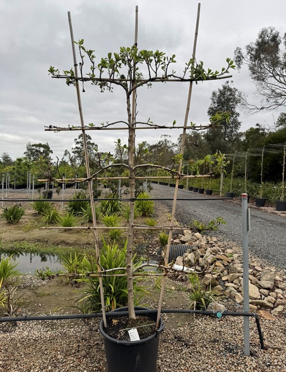 Pear Beurre Bosc Espalier
