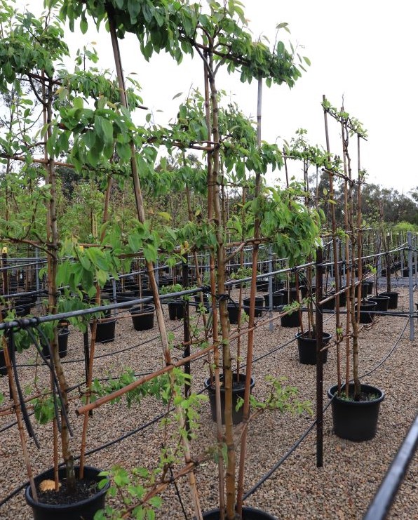 Pear Packhams Triumph Espalier