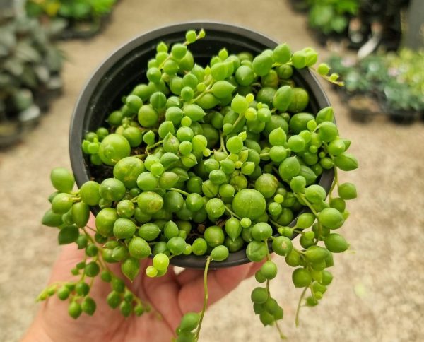 String of Pearls