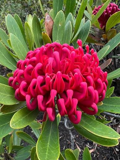 Waratah Corroboree Telopea speciosissima mongae Corroboree
