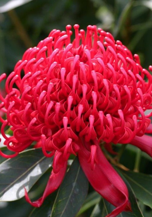 Waratah Shady Lady Red