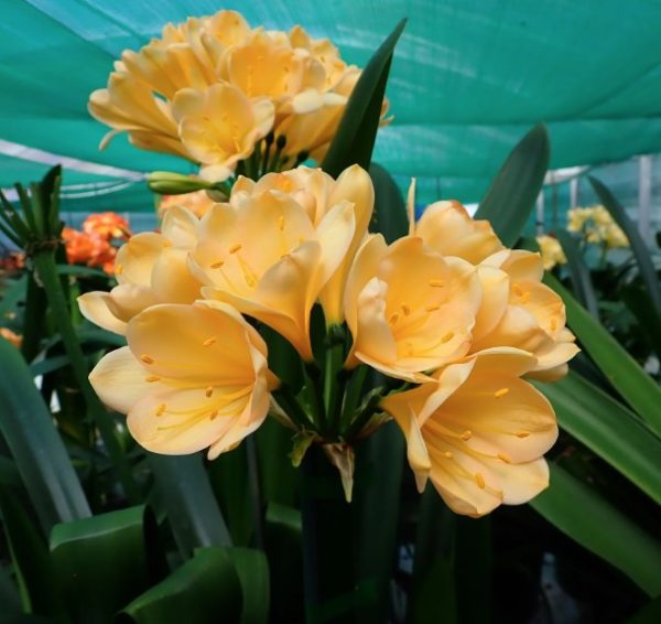 Clivia European Peach