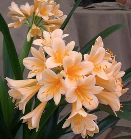 Clivia Pastel Peach