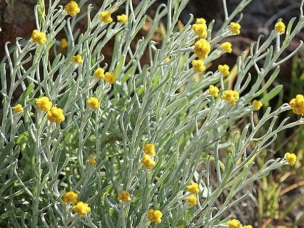 Clustered Everlasting