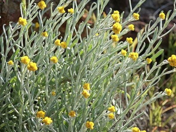 Clustered-Everlasting Clustered Everlasting