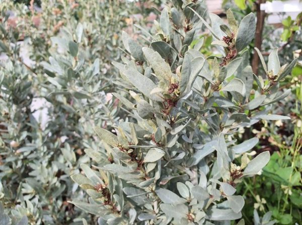 Coastal Saltbush