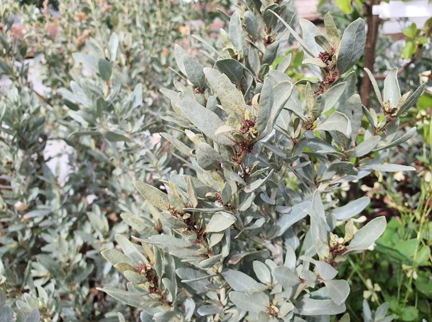 Coastal-Saltbush-atriplex-cinerea Coastal Saltbush