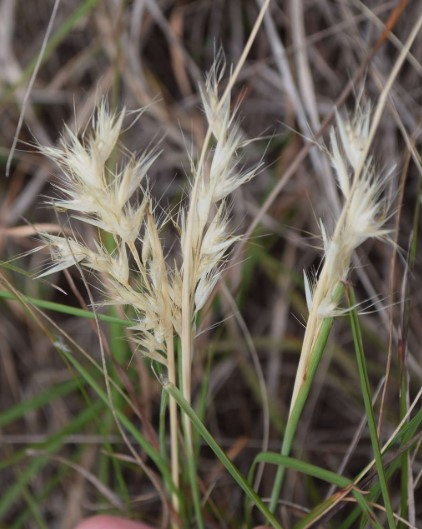 Common Wallaby Grass