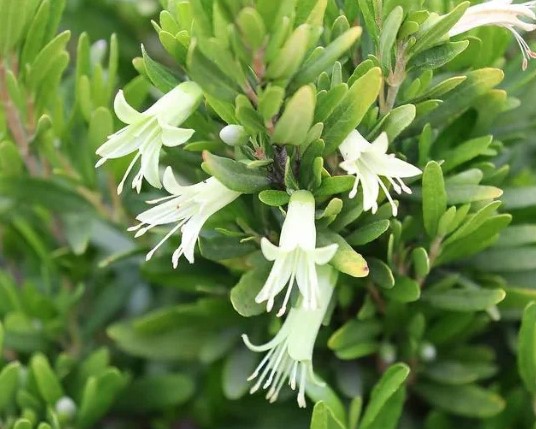 Rock Correa Coliban River