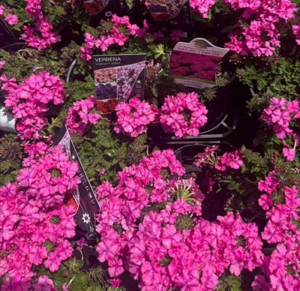 Verbena Deep Pink