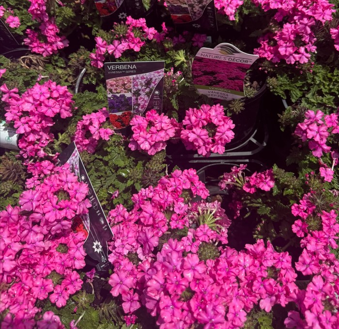 Deep-Pink-Verbena Verbena Deep Pink