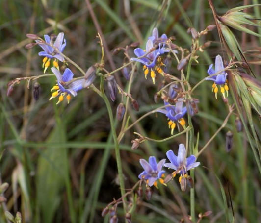 Dianella amoena