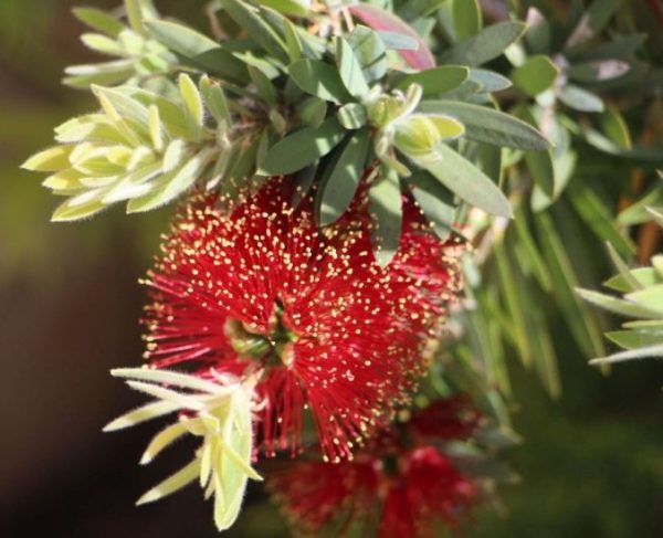 Dwarf Bottlebrush Better John