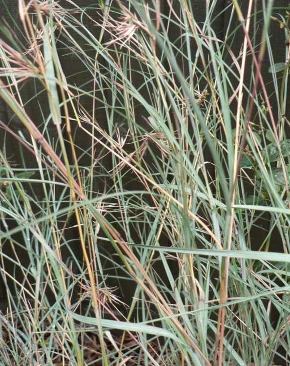 Kangaroo Grass True Blue