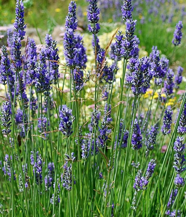 Lavender Grosso