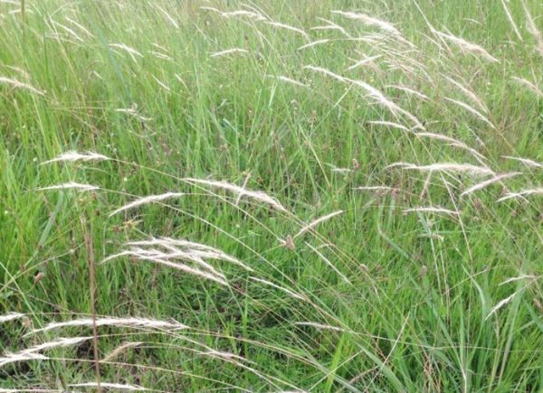 Long Hair Plume Grass