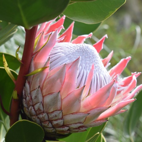 Protea King Pink