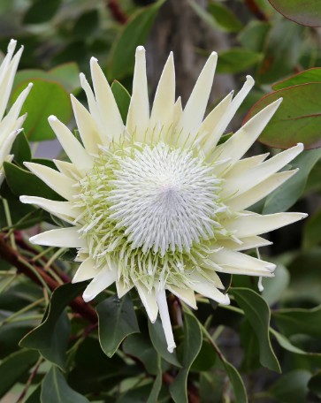 Protea King White