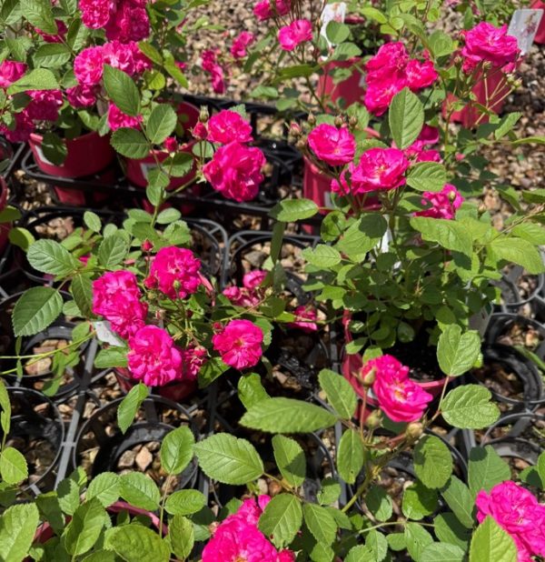 Pretty Little Pink Rose