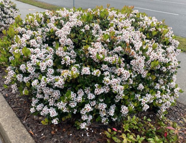 Rhaphiolepis Indian Hawthorn Minikin