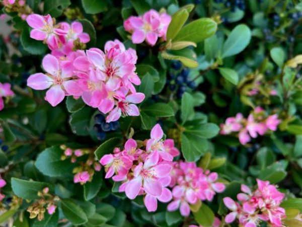 Rhaphiolepis Pink Punch