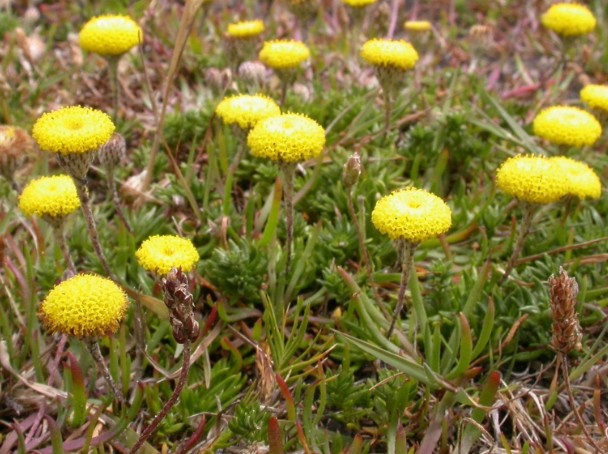 Leptorhynchos-squamatus