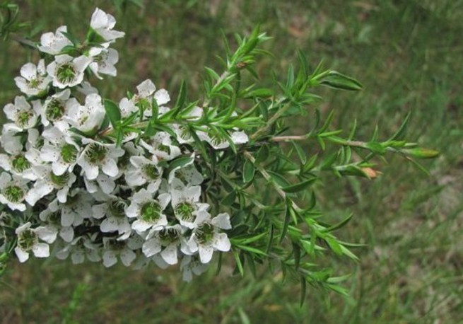 Leptospermum-continentale