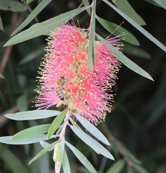 Bottlebrush Pink Champagne