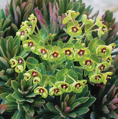 Dwarf Euphorbia Tiny Tim