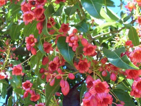 Flame Tree Magenta Bells Brachychiton hybrida Magenta Bells
