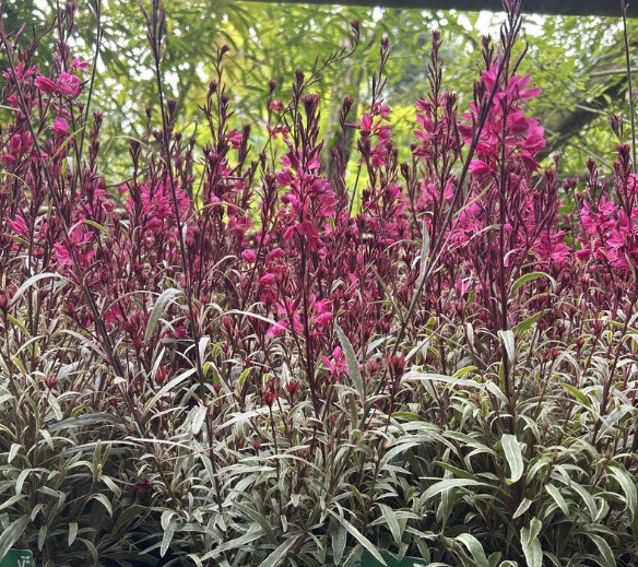 Gaura Variegated Gambit Rose
