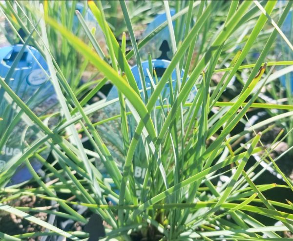 Lomandra Lil Bluey