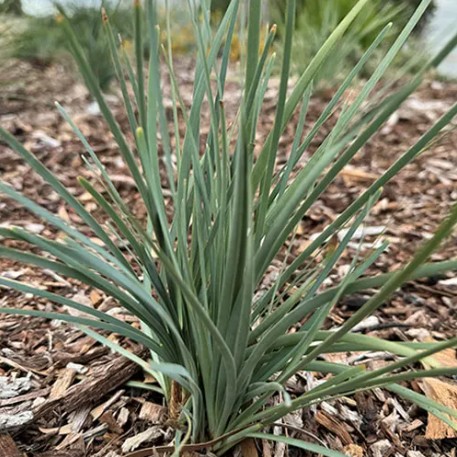 Lomandra Lil Bluey
