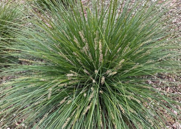 Lomandra Shara Blue