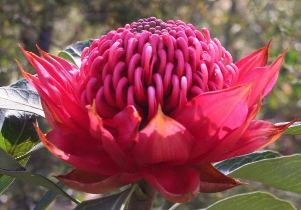 New South Wales Waratah