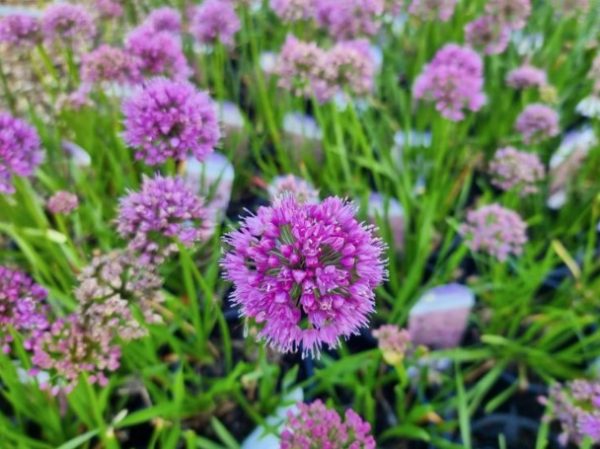 Ornamental Onion Allium nutans Luna