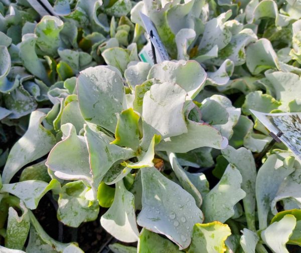 Cotyledon Pigs Ear Blue Waves