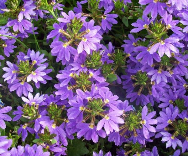 Scaevola Blue Ribbon