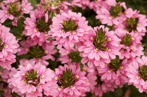 Scaevola Pink Fusion