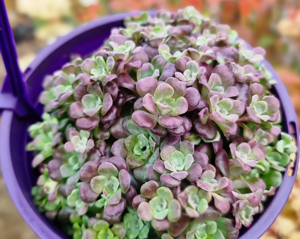 Sedum-Purple-Blob Sedum Purple Blob