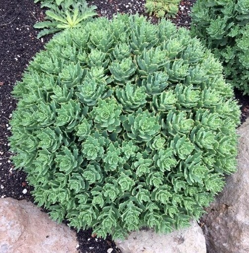 Sedum hybrida Thundercloud