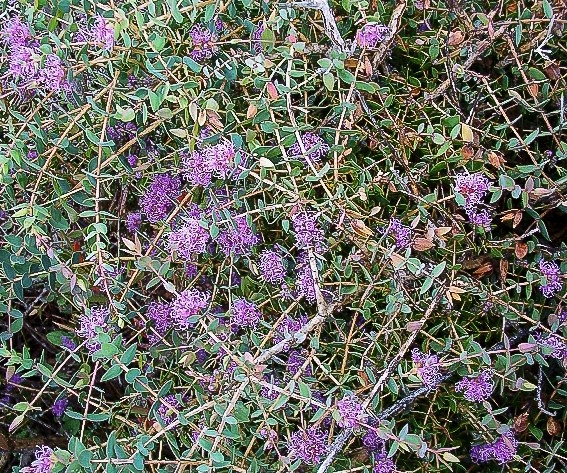 Violet Paperbark Melaleuca violacea