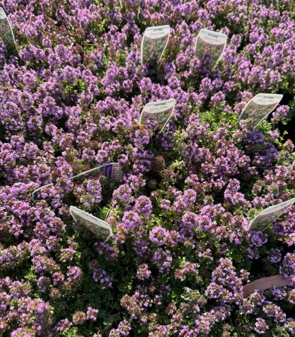Wild Creeping Thyme