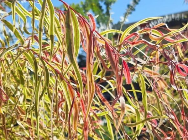 Willow Myrtle Pink Flamingo