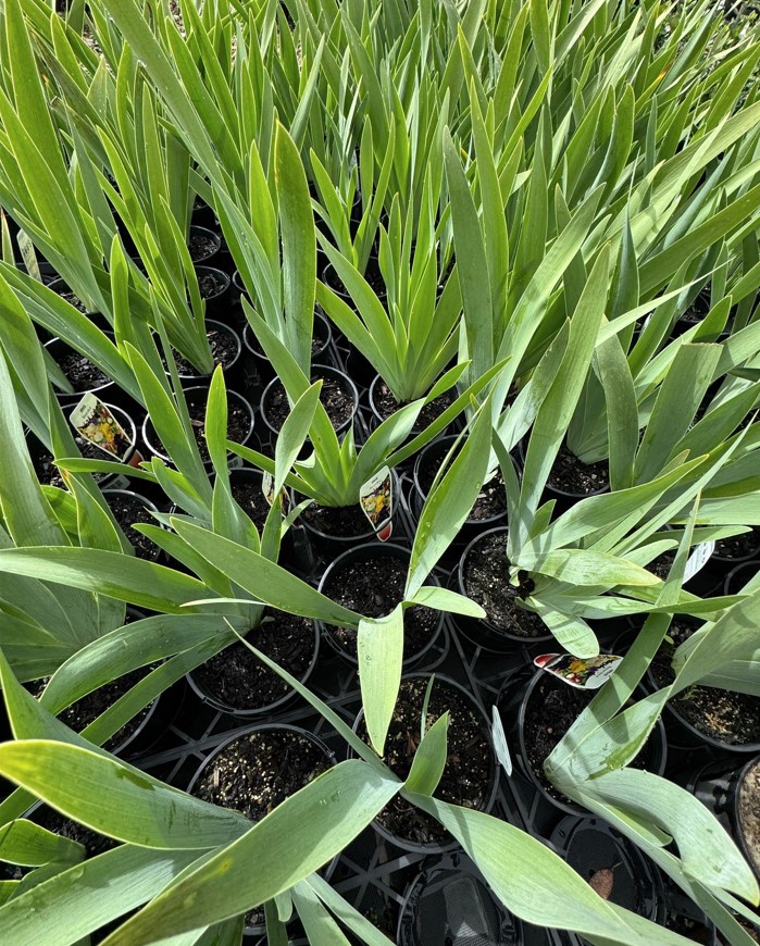 Bearded-Iris Bearded Iris